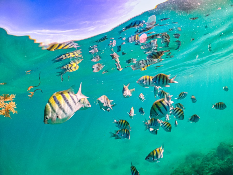 Colorful striped reef fish swimming in ocean, sergeant major, idyllic sea life underwater