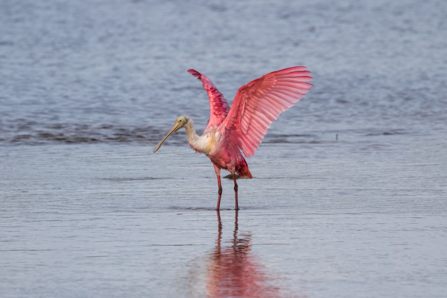 Roseate Spoonbill, J.N. ''Ding'' Darling National Wildlife Refuge, Sanibel Island, Florida, USA