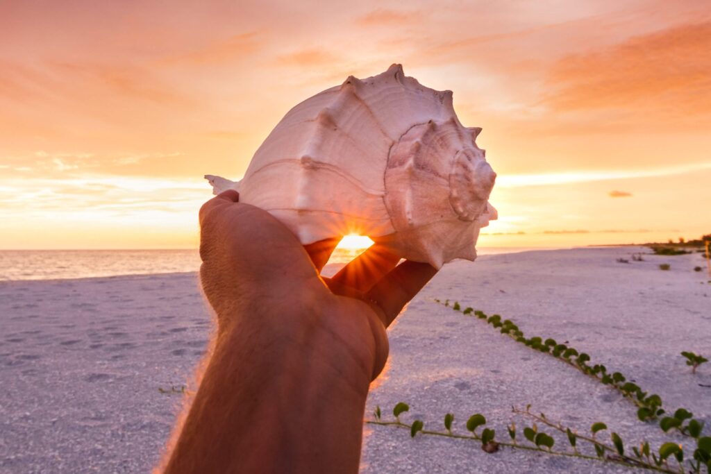 A hand showing off a shell found while Sanibel Island Shelling.
